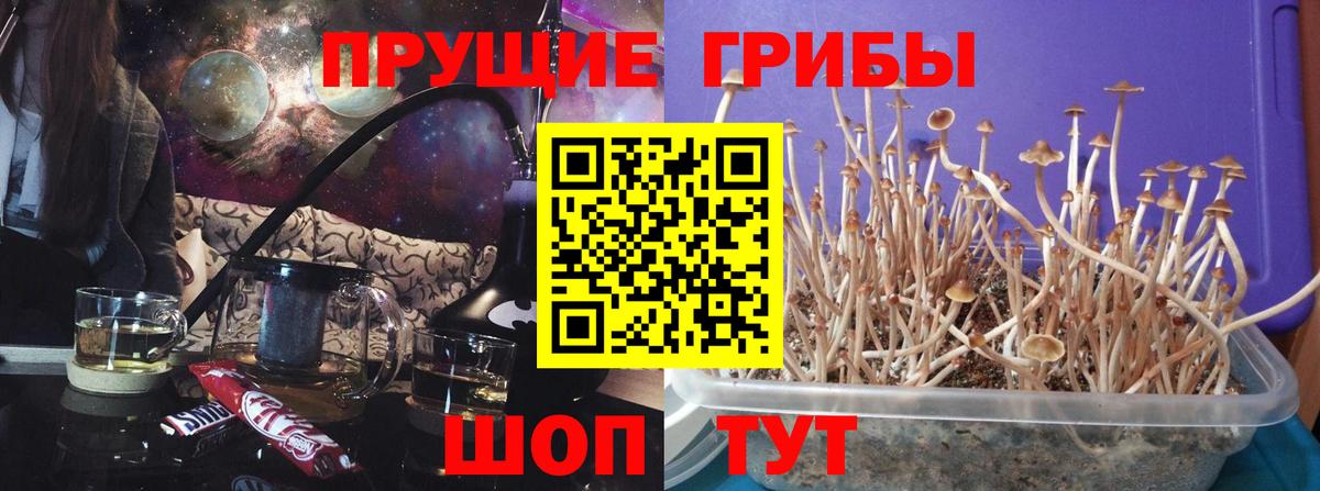 Галлюциногенные грибы Psilocybe Бутурлиновка